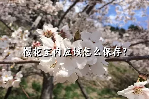 樱花室内应该怎么保存？