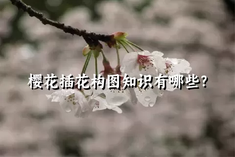 樱花插花构图知识有哪些？