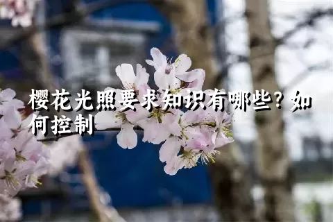 樱花光照要求知识有哪些？如何控制