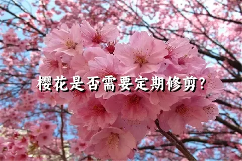 樱花是否需要定期修剪？