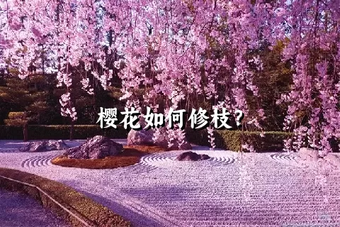 樱花如何修枝？