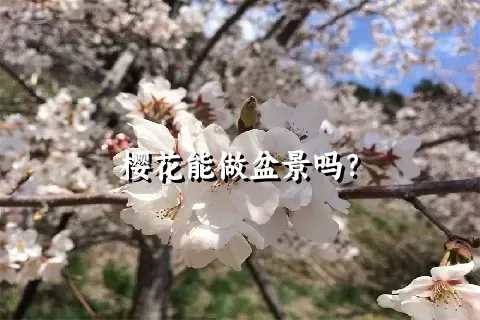 樱花能做盆景吗？