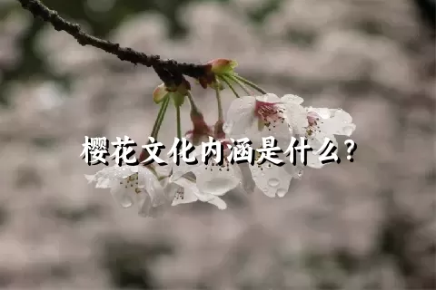 樱花文化内涵是什么？