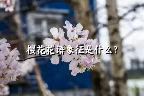 樱花花语象征是什么？