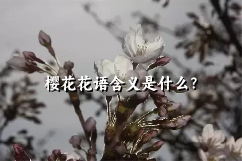 樱花花语含义是什么？