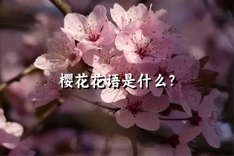 樱花花语是什么？