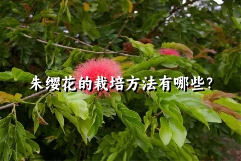 朱缨花的栽培方法有哪些？