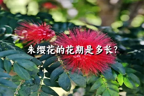 朱缨花的花期是多长？