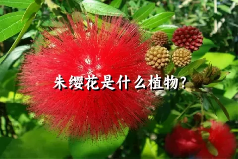 朱缨花是什么植物？