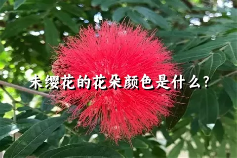 朱缨花的花朵颜色是什么？