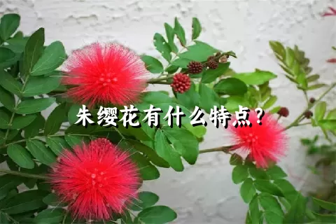 朱缨花有什么特点？