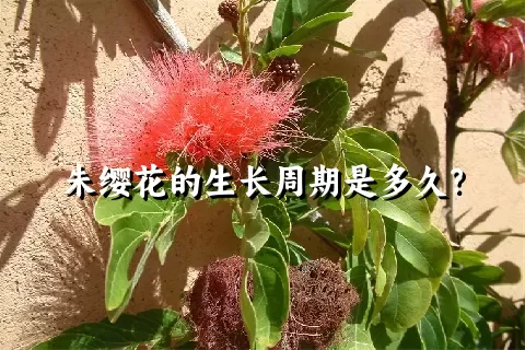 朱缨花的生长周期是多久？