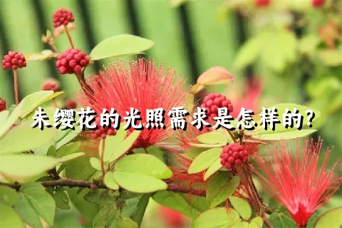 朱缨花的光照需求是怎样的？