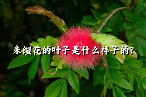 朱缨花的叶子是什么样子的？