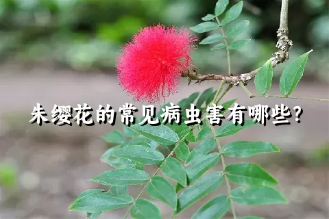 朱缨花的常见病虫害有哪些？