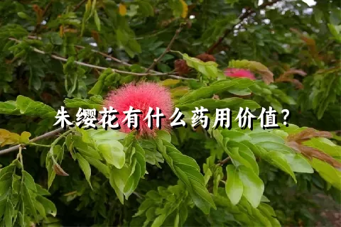 朱缨花有什么药用价值？