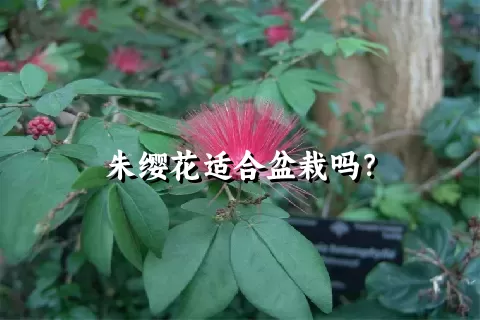 朱缨花适合盆栽吗？