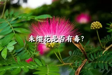 朱缨花是否有毒？