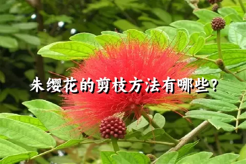 朱缨花的剪枝方法有哪些？