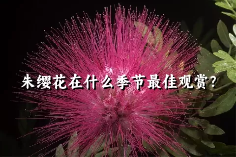 朱缨花在什么季节最佳观赏？