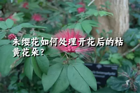 朱缨花如何处理开花后的枯黄花朵？