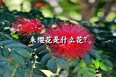 朱缨花是什么花？