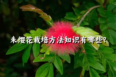 朱缨花栽培方法知识有哪些？