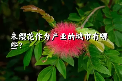 朱缨花作为产业的城市有哪些？