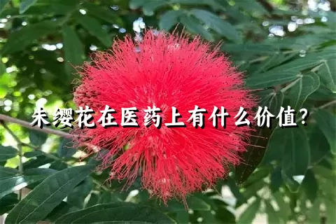 朱缨花在医药上有什么价值？