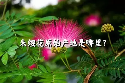 朱缨花原始产地是哪里？