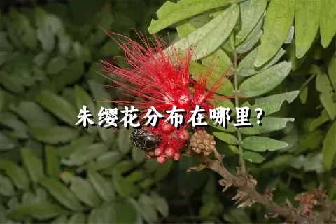 朱缨花分布在哪里?