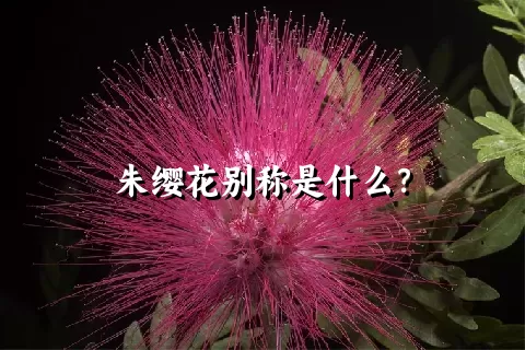 朱缨花别称是什么？