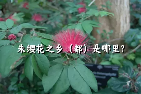 朱缨花之乡（都）是哪里？