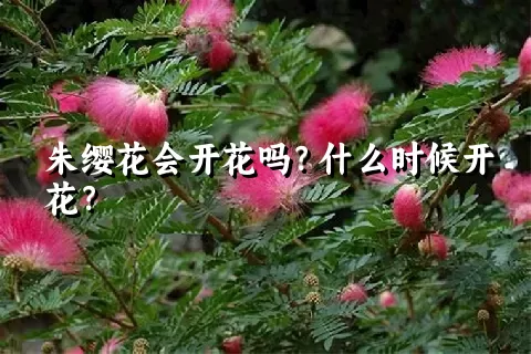 朱缨花会开花吗？什么时候开花？