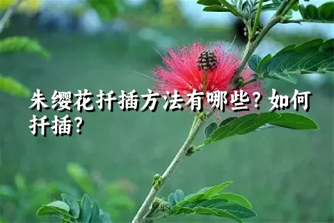 朱缨花扦插方法有哪些？如何扦插？