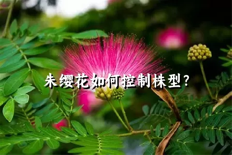 朱缨花如何控制株型？