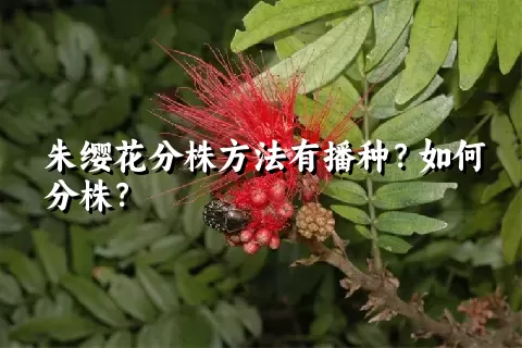 朱缨花分株方法有播种？如何分株？