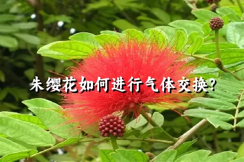 朱缨花如何进行气体交换？