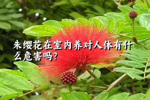 朱缨花在室内养对人体有什么危害吗？