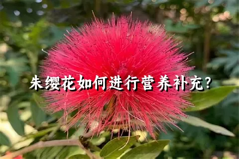 朱缨花如何进行营养补充？