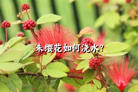 朱缨花如何浇水？