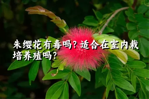 朱缨花有毒吗？适合在室内栽培养殖吗？