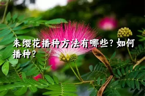 朱缨花播种方法有哪些？如何播种？