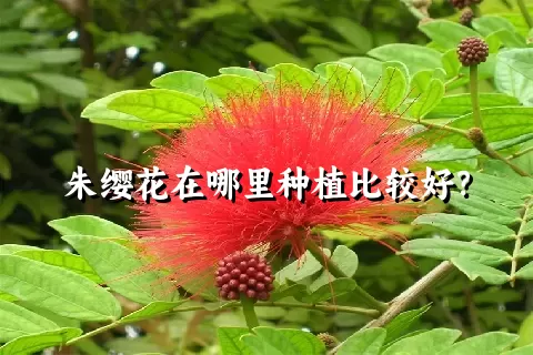 朱缨花在哪里种植比较好？