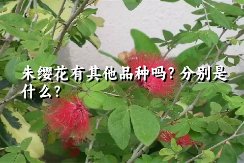 朱缨花有其他品种吗？分别是什么？