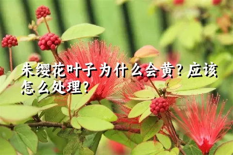 朱缨花叶子为什么会黄？应该怎么处理？