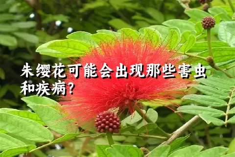 朱缨花可能会出现那些害虫和疾病？