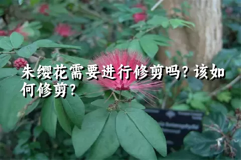 朱缨花需要进行修剪吗？该如何修剪？