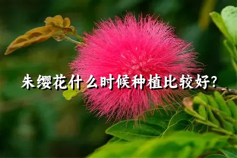 朱缨花什么时候种植比较好？