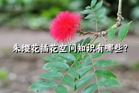 朱缨花插花空间知识有哪些？